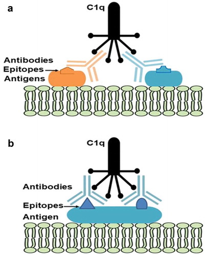 Figure 3. Synergy of C1q engagement by (a) monoclonal antibodies binding to two different antigens on the bacterial surface or (b) two monoclonal antibodies binding to the same antigen.