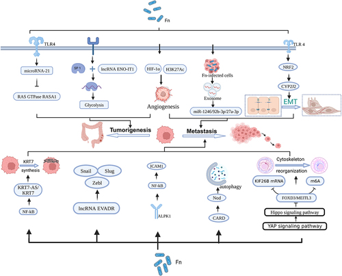 Figure 2. F. Nucleatum promotes tumorigenesis metastasis through affecting RNA expression. Figure created with BioRender.com.