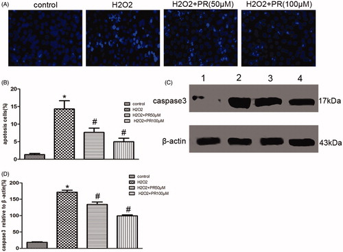 Figure 6. Effects of puerarin treatment in ROS-induced epithelial cell apoptosis. (A) Representative photomicrographs showing cell apoptosis in Hoechst staining in the four groups: control, H2O2, H2O2+50 μM PR, and H2O2+100 μM PR. (B) Semiquantitative analysis of apoptosis rate. (C) Representative Western blot gels for caspase-3.Numbers 1, 2, 3, and 4 correspond to control, H2O2, H2O2+50 μM PR, and H2O2+100 μM PR groups, respectively. (D) Semiquantitative analysis of caspase-3. *p < .05 compared with the control group; #p < 0.05 compared with the H2O2 group.