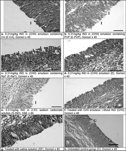 FIG. 2 Images from the histological evaluation of nasal mucosa. No signs of inflammation or erosion were noticed in the nasal mucosa of the control groups (f, g, h). Mild separations between epithelial cells, a slight decrease in the amount of goblet cells, indicating minimal hypoplasia, and a few leucocyte infiltration along with inflammation in the lamina propria (d, e); widened epithelial intercellular spaces (a, b, and c) and largest interepithelial separations (b); significant decrease in the amount of goblet cells and leucocyte infiltration with the signs of inflammation (a, c). Leukocyte infiltration (*), Intraepithelial spaces (I), goblet cells (G).