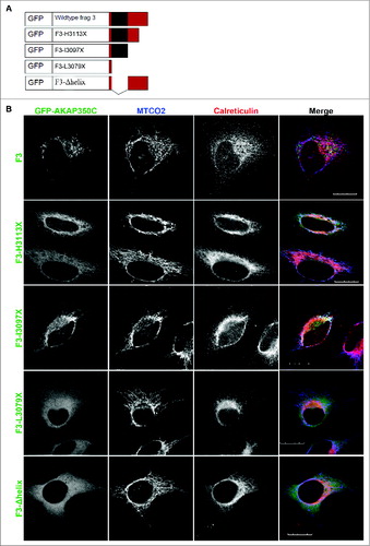 Figure 3. The AKAP350C carboxyl-terminal amphipathic alpha helix is required for targeting to mitochondria. (A) Schematic of GFP-AKAP350C truncation and deletion constructs. (B) HeLa cells were grown on collagen-coated coverslips. Cells were transfected with various AKAP350C constructs using Polyjet and stained for MTCO2 (mitochondria; blue) and calreticulin (ER; red). (Scale bars: 20 μm).