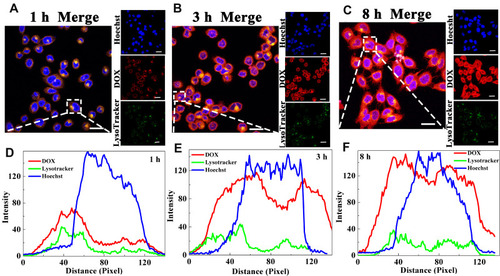 Figure 6 Endosomal escape of DOX@MSNs-COS-SS-CMC in HeLa cells at pH 6.5 and 10 mM GSH for different time courses. (A–C) Confocal microscopic images. (D–F) Pixel intensity profiles. (DOX, 2 μg/mL; Scale bar, 20 μm).Abbreviations: MSNs, mesoporous silica nanoparticles; DOX, doxorubicin hydrochloride; COS-SS, disulfide-containing chitosan oligosaccharide; CMC, carboxymethyl chitosan; GSH, glutathione.