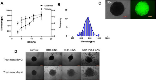 Figure 5 Evaluation of therapeutic efficiency in 3D spheroids. (A) Size and volume analysis of 3D spheroids cultured at different percentage of dextran. (B) 3D spheroids demonstrated normal size distribution. (C) Brightfield and florescence images of spheroids. The spheroids were stained with calcein to evaluate the live cells in the spheroids. (D) Bright field images of spheroids treated with DOX-GNS, PLK1-GNS, DOX-GNS and AH-DOX-GNS.