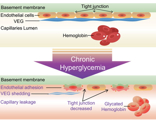 Figure 3 Chronic hyperglycemia caused VEG shedding and adverse consequences.