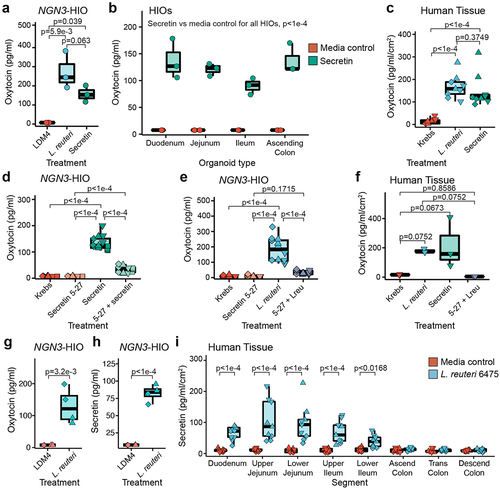 Figure 4. L. reuteri induces oxytocin secretion through release of secretin. Oxytocin measured by an ELISA released from a) induced J2-NGN3 HIOs or b) non-engineered HIOs derived from different patients for different regions of the intestine treated with bacterial medium control (LDM4), L. reuteri-conditioned medium, or 1.2 ng/ml (120 pg total) of secretin. c) oxytocin measured by an ELISA released from human mid-jejunal intestinal tissue treated with Krebs, L. reuteri-conditioned medium, or 2.5 ng/ml (12.5 ng total) of secretin. Oxytocin measured by an ELISA released from d and e) induced J2-NGN3 HIOs or f) human mid-jejunal intestinal tissue treated with Krebs, 1.0 ng/ml (100 pg total for HIO; 5 ng total for tissue) secretin 5–27, 2.5 ng/ml (250 pg total for HIO; 12.5 ng total for tissue) of secretin, and/or L. reuteri-conditioned medium. g) oxytocin or h) secretin measured by ELISA from the same induced J2-NGN3 HIOs treated with bacterial medium control (LDM4) or L. reuteri-conditioned medium. i) secretin measured by ELISA from human mid-jejunal intestinal tissue treated with bacterial medium control (LDM4) or L. reuteri-conditioned medium. Differential point shapes reflect multiple organoid batches (d, e, g, h) or unique patients (c, f, i). Significance values were determined from the least squares means derived from a linear or linear mixed model with pairwise comparisons corrected using a Benjamini-Hochberg multiple testing correction (see Supplemental Tables S2 and S3). a: n = 3 replicate monolayers per condition; b: n = 4 HIO lines with three replicate monolayers per condition; c and i: n = 3 patients with three replicate tissues per condition (9 datapoints total); d: n = 4 HIO batches with three replicate monolayers per condition (12 total datapoints); e: n = 3 HIO batches with three replicate monolayers per condition (9 total datapoints); f: n = 3 replicate tissues from one patient per condition; g and h: n = 2 HIO batches with duplicate replicate monolayers per condition, shared between the two figures.