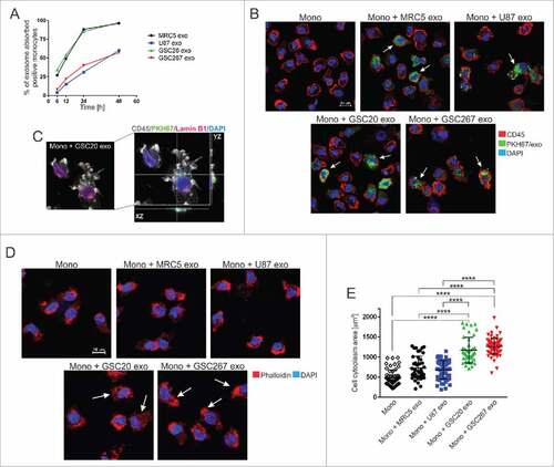 Figure 3. Exosome internalization by human monocytes. (A) The kinetics of exosome uptake by monocytes. Monocytes were exposed to PKH67-labeled MRC5 (black line), U87 (blue line), GSC20 (green line), and GSC267 (red line) exosomes for 6, 12, 24, and 48 h. After cell membrane permeabilization, cells were acquired on flow cytometer. (B) Representative confocal microscope images of monocytes treated with PKH67-labeled exosomes (green). At 48 h post treatment with exosomes, monocytes were stained with anti-CD45 antibody, followed by a secondary Alexa Fluor-555 antibody (red) and counterstained with DAPI (blue). White arrows indicate cells with internalized exosomes. Scale bar = 10 µm. (C) Representative high-resolution confocal microscope image of monocytes exposed to PKH67-labeled GSC20 exosomes (green). At 48 h post treatment with exosomes, monocytes were stained with anti-CD45 (grey) and anti-Lamin B1 antibody (pink) followed by fluorescent secondary antibodies. DAPI nuclear staining is blue. Right image: confocal projection from z-stack images of GSC20 exosome-internalized monocytes. (D) Representative confocal microscope images of monocytes exposed for 48 h to exosomes, stained with Alexa Fluor 555 Phalloidin (red) and DAPI (blue). White arrows indicate cells with actin reorganization. Scale bar = 10 mm. (E) Cytoplasmic area of monocytes treated with exosomes is shown. Monocytes only (diamond), monocytes + MRC5 exosomes (black circle), monocytes + U87 exosomes (blue square), monocytes + GSC20 exosomes (green triangle), monocytes + GSC267 exosomes (red triangle). Three randomly chosen fields were captured using an Andor Revolution WD Spinning Disk confocal microscope and analyzed using the Bit Plane Imaris software. The data are presented as the mean ± SD. A linear regression model was used to calculate P values. ####P < 0.0001.