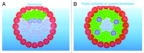 Figure 2. Types of cells of the pre-implanted blastocyst (A) and tumor spheroid (B). (A) Types of cells of the pre-implanted blastocyst. Red, trophoblast; green, precursor somatic cells; blue, precursor primordial germ cells. (B) Types of cells of the tumor spheroid. Red, oncotrophoblastic cells or pseudo-trophoblasts; green, oncosomatic cells or pseudo-somatic cells; blue, oncogerminative cells or pseudo-germline cells.