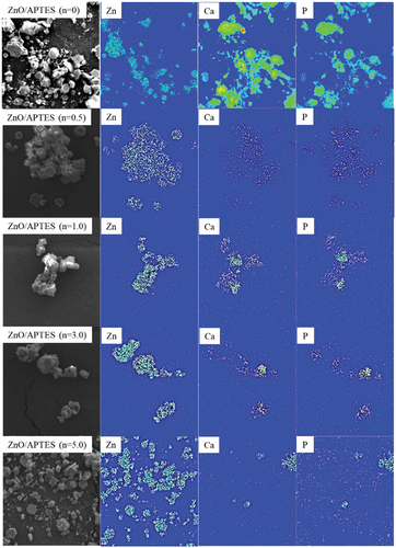 Figure 6. Elemental mapping analysis of Zn, Ca and P of HAp/ZnO/APTES(n = 0–5.0) composite particles prepared at reaction time 48 h, performed by EPMA.