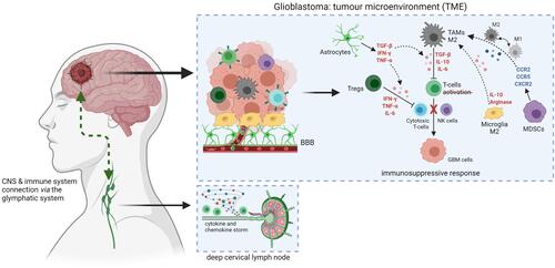 Figure 2 Glioblastoma tumour microenvironment alterations and connection with peripheral immune system. Created with BioRender.com.