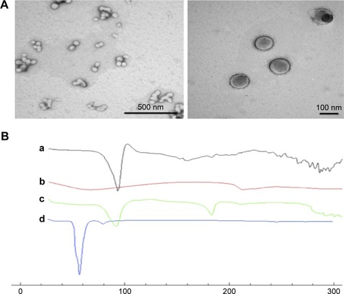 Figure 4 (A) Transmission electron microscopy of selected BSA/metoclopramide nanoparticles (NPs). (B) Differential scanning calorimetry thermography of individual components of NPs, physical mixture, and selected NPs: metoclopramide HCl (a), BSA (b), physical mixture of components (c), and selected NPs (d; BSA:metoclopramide at weight ratio of 2:1).