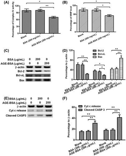 Fig. 2. AGE-BSA promotes the mitochondrial dysfunction in human retinal ARPE-19 cells.