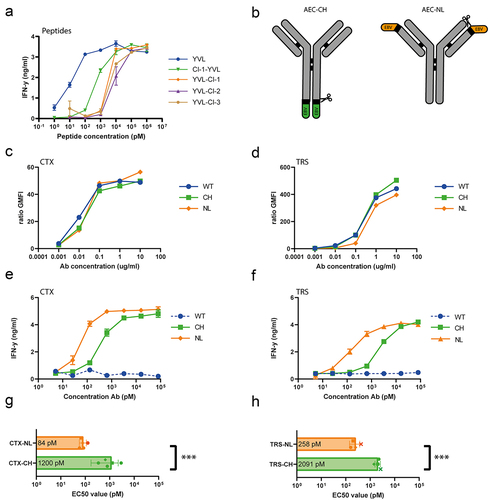 Figure 1. AECs, with epitopes attached to the N-terminus of the LC can very efficiently deliver the BRLF1-YVL epitope. (a) HeLa-A2 cells were pulsed with titrated concentrations of the different peptides, followed by an overnight coculture with the EBV-specific T cells. The peptides contained either a cleavage site on the C- or N-terminus of the epitope (see Table 1 for a list of the peptides) and IFN-γ was measured in the supernatant with an ELISA to determine T-cell activation. (b) Schematic overview of the two AECs of CTX and TRS with either an EBV epitope at the C-terminus of the heavy chain (AEC-CH) or an epitope at the N-terminus of the light chain (AEC-NL) (c,d) To determine whether the epitope at the N-terminus of the light chain influences target binding, a flow cytometry experiment was performed for both the CTX- and TRS-AECs. CTX-AECs were titrated on HeLa-A2 cells (C) and TRS-AECs on HeLa-A2 cells transduced with truncated Her2 (HeLa-A2 tHer2) (D) and compared to the wildtype (WT) antibody. A representative graph of two individual experiments is shown. (e,f) HeLa-A2 (E) or -tHer2 (F) were exposed to different AECs, followed by an overnight coculture with the BRLF1-YVL-specific T cells. IFN-γ in the supernatant was measured with an ELISA to determine T-cell activation. Plotted values are the means of duplicates (SEM) of a representative experiment out of n=4. (g,h) From the coculture experiments in E and F the EC50 values were calculated. Plotted values are the means of duplicates (SEM) of four independent experiments. A paired t-test is performed to determine whether the difference between AEC-CH and –NL was significant.