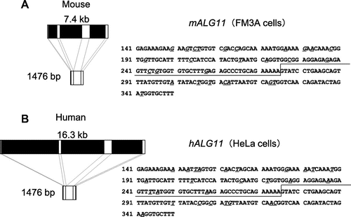 Fig. 6. Comparison of the genomic DNA structure and partial cDNA of sequences of mALG11 (A) and hALG11 (B).Notes: Left panels show the exons (white boxes: exon 1 (1–44; 44 bp), exon 2 (45–275; 231 bp), exon 3 (276–490; 215 bp), and exon 4 (491–1476; 986 bp)), and introns (black boxes) those of mALG11 ORF and hALG11 ORF, which were obtained in our study and from the DDBJ/EMBL/GenBANK database. The nucleotide sequences (141–350) of the ORF of mALG11 and hALG11 cDNA are shown in the right panel. Underlined italics are non-identical nucleotides between the mALG11 and the hALG11 cDNA. Lines show the boundary region between exon 2 and exon 3 of mouse and of human ALG11 cDNA.