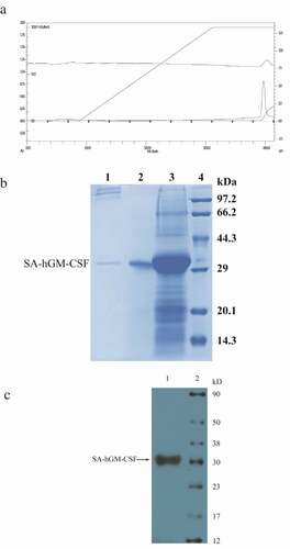 Figure 3. The purification and simultaneous refolding of the SA-hGM-CSF fusion protein. (a) The chromatogram of SA-hGM-CSF after purification and refolding . (b) The SDS-PAGE of SA-hGM-CSF after purification and refolding.1:After renaturation; 2: Reductive SA-hGM-CSF; 3:Before sample; 4:Marker. (c) The Western blot analysis of SA-hGM-CSF. Lane 1: SA-hGM-CSF. Lane: marker.