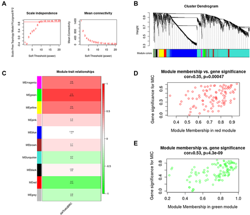 Figure 4 Weighted gene co-expression network analysis (WGCNA). (A) Selection of the best soft threshold. (B) Ten co-expression modules were obtained for genes with fusion distance less than 0.25. Among them, the gray modules contained genes that could not be clustered. (C) Correlation of modules with minimum inhibitory concentrations (MICs). (D) and (E) Module membership and gene significance in the red and green modules, respectively.