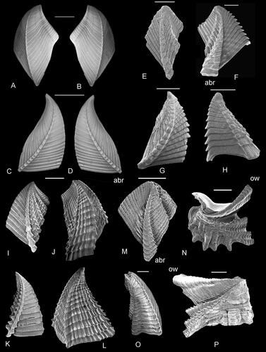 Figure 4. Terga and scuta of selected verrucomorph cirripedes, to show asymmetrical development and progressive differentiation of fixed and moveable valves. See text for discussion. A–D, Pycnolepas rigida (J. de C. Sowerby, Citation1836), A, B, terga and C, D, scuta. E–H, Eoverruca hewitti Withers, Citation1935, slight but distinct asymmetry of E, F, terga and G, H, scuta. I–L, Gibbosaverruca sp., strong asymmetry of I, J, terga and K, L, scuta. M–P, Verruca stroemia (O. F. Müller, Citation1776); note major differences in structure of fixed and moveable valves in M, N, terga and O, P, scuta. A–D, upper Albian, Gault Clay, Kent, UK. E–H, upper Santonian chalk, Suffolk, UK. I–L, Recent, Indian Ocean, off Madagascar. M–P, Recent, Donegal, Republic of Ireland. Abbreviations: abr, apicobasal ridge; ow, occludent wing. Scale bars equal 5 mm (A–D, I–L) and 0.5 mm (E–H, M–P).