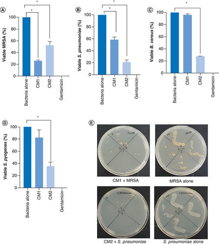 Figure 1. Crocodile gut bacterial conditioned media displayed potent bactericidal activity versus Gram-positive bacteria.(A) CM tested against MRSA, (B)S. pneumoniae(C)B. cereus and (D)S. pyogenes. (E) Representative effects of CM against MRSA and S. pneumoniae. Data presented here comprise the mean ± standard error of three-times independent experiments accomplished in duplicates. p-values were elucidated using student's t-test.*p ≤ 0.05.CM1: P. aeruginosa; CM2: A. dhakensis; MRSA: Methicillin-resistant Staphylococcus aureus.
