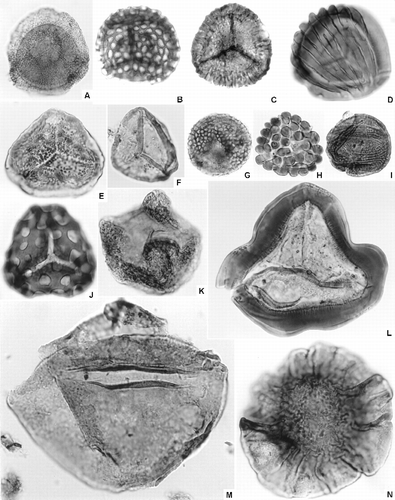 Fig. 4 Representative Australian Jurassic palynomorphs from the Surat basin, Queensland. A. Dictyotosporites complex Cookson & Dettmann, Walloon Coal Measures, Q354. B. Retitriletes circolumenus (Cookson & Dettmann) Backhouse, Westbourne Formation, Q379. C. Staplinisporites manifestus McKellar, Hutton Sandstone, Q432. D. Contignisporites glebulentus Dettmann emend. Filatoff & Price, Westbourne Formation, Q612. E. Nevesisporites vallatus de Jersey & Paten, Walloon Coal Measures, Q572. F. Foraminisporis dailyi (Cookson & Dettmann) Dettmann, Westbourne Formation, Q583. G. R. watherooensis Backhouse, Westbourne Formation, Q381. H. Leptolepidites verrucatus Couper, Westbourne Formation, Q487. I. Classopollis sp. cf. C. chateaunovi Reyre, Walloon Coal Measures, Q763. J. Ischyosporites punctatus Cookson & Dettmann, Westbourne Formation, Q446. K. Podosporites variabilis Sukh Dev, Walloon Coal Measures, Q735. L. Murospora florida (Balme) Pocock, Westbourne Formation, Q627. M. Araucariacites fissus Reiser & Williams, Walloon Coal Measures, Q759. N. Callialasporites dampieri (Balme) Sukh Dev, Westbourne Formation, Q691. Fig. 4M × 600, all other images approximately × 500. Ages of host units indicated in Fig. 2. Numbers prefixed by “Q” refer to the palynological specimen-locality catalogue of the Geological Survey of Queensland, Department of Employment, Economic Development and Innovation.