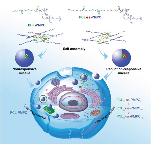 Scheme 1 Illustration for intracellular drug delivery of reduction-responsive micelles with bioinspired phosphorylcholine as hydrophilic chains.Abbreviations: PCL-PMPC, poly(ε-caprolactone)-b-poly(2-methacryloyloxyethyl phosphorylcholine) without disulfide; PCL-ss-PMPC, poly(ε-caprolactone)-b-poly(2-methacryloyloxyethyl phosphorylcholine) with disulfide.