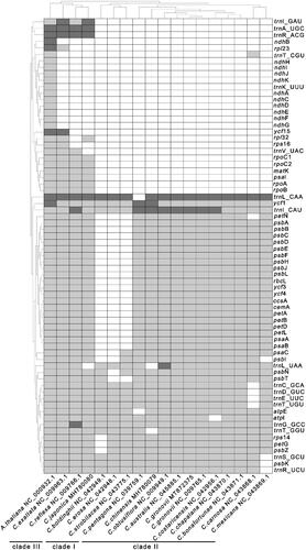 Figure 2. Gene deletion in Cuscuta genus. Each column represents a Cuscuta species. Each row represents a gene. The cells are colored asdark gray, light gray, and white, which represents two, one, and zero-copy of genes.