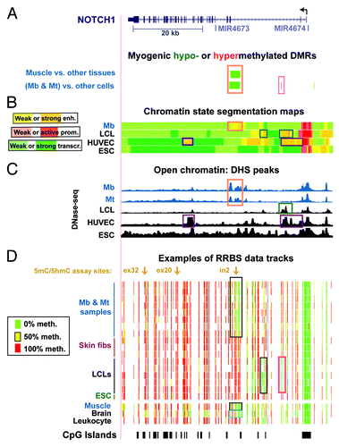 Figure 1. Myogenesis-associated hypomethylation and chromatin epigenetic marks in NOTCH1 intron 2: whole-gene view. (A) Significantly hypomethylated (green) or hypermethylated (red) DMRs for the set of Mb +Mt samples vs. 16 types of nonmuscle cell cultures and for skeletal muscle vs. 14 types of nonmuscle tissue. Wide green bars, the DMR encompassing MbMt- or muscle-hypomethylated CpG sites. (B)The predicted chromatin structure (enh, enhancer; prom, promoter; transcr, transcriptionally active) based mostly on histone modifications.Citation57 (C) DNaseI-hypersensitivity mapping by DNaseI-seq.Citation22 (D) Examples of RRBS data and the positions of CpG islands. Using an 11-color, semicontinuous scale (see color guide), the RRBS tracks indicate the average DNA methylation levels at each monitored CpG site from the quantitative sequencing data.Citation22,Citation28 The RRBS data are shown for four independent Mb cultures and for Mt preparations derived from them, three skin or foreskin fibroblast cultures, five independent LCLs, H1 ESC, skeletal muscle, brain, and leukocytes, as described previously.Citation22 The orange boxes in (A–C) indicate overlapping epigenetic features and other boxes indicate other noteworthy epigenetic features. All tracks are aligned. The chr9:139,386,830–139,447,728 (hg19) region is shown. Mt exhibited histone modifications patterns similar to Mb in the regions shown in this figure and in those of subsequent figures (not shown). See Figure S1 for a close-up of the myogenic DMR and its features that cannot be seen well in this whole-gene view.