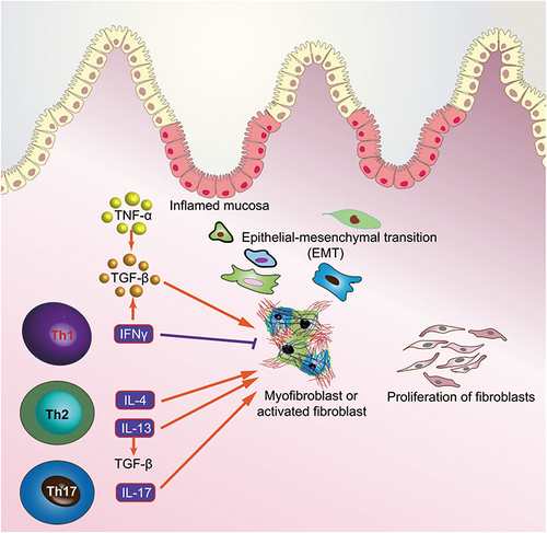 Figure 3 Interactions between the gut immune system and intestinal fibroblasts.