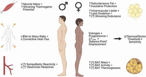 Figure 3. Summary of sex differences in the factors influencing heat production and conservation in cold conditions. Outcomes in which data are limited or conflicting are depicted by (?). Compared to men, women tend to possess more subcutaneous fat, which may provide insulative protection against heat loss, but also tend to have a greater surface area for heat dissipation relative to body size. Though these differences in morphology largely explain sex differences in thermoregulatory responses to cold, female sex and reproductive hormones modulate mechanisms of cutaneous vasoconstriction, substrate utilization during shivering, and brown adipose tissue (BAT) activity, which may result in more subtle advantages or disadvantages when exposed to the cold. Figure was created with BioRender.com.