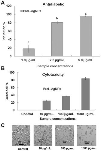 Figure 5 (A) α-glucosidase effect result of BroL-Ag nanoparticles, values with the dissimilar superscript letters (a-c) are significant at P> 0.05; (B) cytotoxicity activity of BroL-Ag nanoparticles (Dead cell %) against cancer (HepG2) cells; (C) images showing the cells treated with different concentrations of BroL-AgNPs, visualized by an inverted microscope.