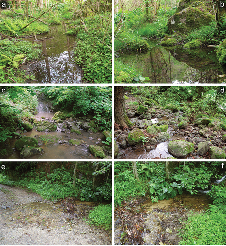 Figure 13. Habitats of Centroptilum volodymyri sp. nov. in Georgia, Iran and Turkey. (a, b) Small lentic waterbody, Georgia, Adjara, type locality (April 2016; photos by A. Martynov); (c, d) small brook, left tributary of Shalmanrud River, Guilan Province, Iran (May 2016; photos by J. Bojková); (e, f) small stream, Rize Province, Turkey (August 2012; photos by D. Palatov).