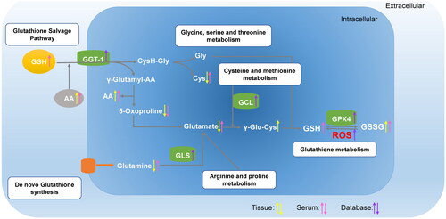 Figure 6. Graphical representation of γ-glutamyl cycle. The compounds with differential expressions in the T group compared to those in the N group are depicted as yellow arrows. The compounds with differential expressions in the ST group compared to those in the SN group are depicted as pink arrows. The differentially expressed genes in the PDAC group compared to those in the normal pancreas group are depicted as purple arrows. Upward arrows represent that the metabolite concentrations, enzyme activities, and gene expressions are upregulated, whereas downward arrows indicate that the metabolite concentrations, enzyme activities, and gene expressions are downregulated.