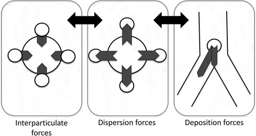 Figure 4. The desired balance between the interparticulate force in the powder formulation, the dispersion generated by the inhaler and the lung deposition forces during inhalation. Appropriate balancing of these forces is needed for optimal DPI performance.