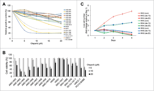 Figure 1. Olaparib selectively inhibits some head and neck cancer (HNC) cell lines. The cytotoxic effects of olaparib were evaluated in cultured human HNC cells. (A) A few HNC cell lines, including AMC-HN3, -HN4, and PCI13 BABE, demonstrated marked decreases in survival in a MTT assay. (B) In a trypan blue exclusion assay, cell viability was reduced by more than 50% in AMC-HN5 and -HN7 cells at a 10-μM concentration of olaparib. (C) Live cell numbers at the indicated time points, expressed as relative values to the cell counts on day 1, were compared (con, control; ola 10 and 20, each olaparib 10 and 20 μM), revealing that the effects of olaparib on HNC cell growth were more likely cytostatic than cytotoxic. Error bars indicate standard errors.