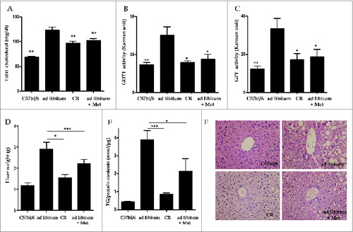 Figure 2. Hepatic effects of metformin and caloric restriction on ob/ob mice. Serum chemistry values (A-C), as well as TG contents and hepatic histology (D-F), were evaluated after 4 wk of metformin administration or CR. Levels of T-CHO, as well as GOT1 and GPT activity, were significantly decreased in ob/ob mice treated with metformin or CR compared to ad libitum-fed ob/ob mice (A-C). Mice treated with either metformin or CR also showed a significant decrease both in liver weights adjusted by body weights (D) and also in hepatic fat accumulation (E) compared to ad libitum-fed ob/ob mice. Staining of liver sections with H&E (× 40) revealed extensive macrovesicular steatosis around the perisinusoidal area in ad libitum-fed ob/ob mice (F). Values displayed are means ± SEM of 8 mice per group. Asterisks (*P < 0.05,**P < 0.01,***P < 0.001) indicate significant differences compared to ad libitum-fed ob/ob mice.