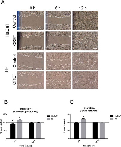 Figure 2. Wound Assay. A. Representative micrographs of the wound at t = 0 h, 6 h or 12 h from CRET- or sham-stimulation (Control) onset. Bars: 50 µm. The dotted white lines indicate the wound’s edges. B. Computational quantification of the gap closure calculated as the mean distance (µm) between the edges in three equidistant points of the gap, using Photoshop software. C. Quantification of the area (µm2) between the wound edges using ISAM software. Data de are means ± SD, normalized over the corresponding controls, represented by the reference line 100%, of six experimental replicates per cell type and time interval. *: 0.05 > p ≥ 0.01; Student´s t-test