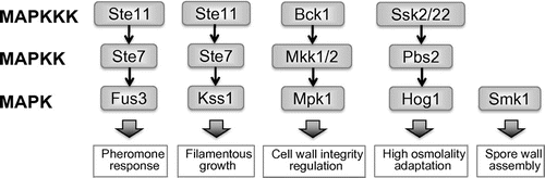 Fig. 1. Schematic diagrams of MAPK signaling pathways in Saccharomyces cerevisiae.