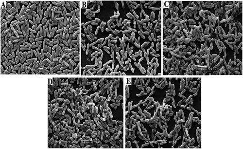 Figure 11. E. coli control (A), E. coli CUR treated (B), E. coli Zn-MOFs treated (C), E. coli CUR-Zn-MOFs treated (D), and E. coli PDA- CUR-Zn-MOFs treated (E).