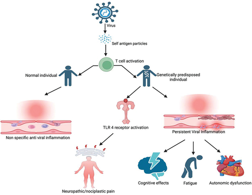 Figure 1. Simplified pathophysiology of post-viral syndromes.