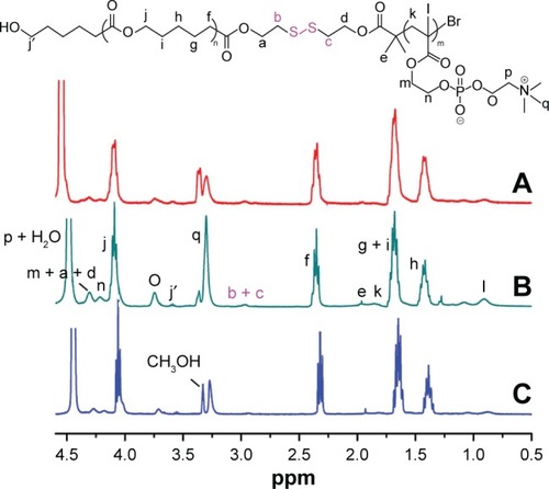 Figure 2 1H NMR spectra of (A) PCL20-ss-PMPC5, (B) PCL20-ss-PMPC10 and (C) PCL40-ss-PMPC10 in CDCl3 and CD3OD (v/v =2:1).Abbreviations: NMR, nuclear magnetic resonance; PCL-ss-PMPC, poly(ε-caprolactone)-b-poly(2-methacryloyloxyethyl phosphorylcholine) with disulfide.