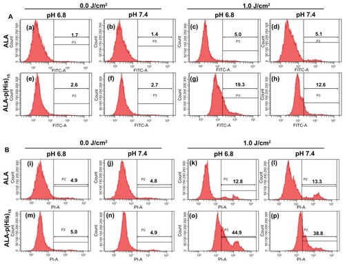 Figure 7 Apoptosis and necrosis induced by ALA or ALA-p(L-His)15 photodynamic therapy in HCT116 cells at pH 7.4 and 6.8. After prodrugs or nontreatment for 4 hours, HCT cells were illuminated at 635 nm. Cells were stained with FITC-annexin V (A) and propidium iodide (B), then analyzed using a flow cytometer.Note: The number in the each square is the percentage of cells in the P2 or P3 population area of total cells.Abbreviations: ALA, 5-aminolevulinic acid; p(L-His), poly(L-histidine).