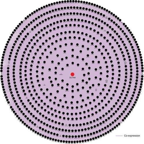 Figure 11 Gene contact networks between DCTN4 and potential-linked COAD gene cohort of TCGA generated by GeneMANIA.Abbreviations: COAD, colon adenocarcinoma; DCTN, dynactin; GeneMANIA, Gene Multiple Connection Network Integration Algorithm; TCGA, The Cancer Genome Atlas.