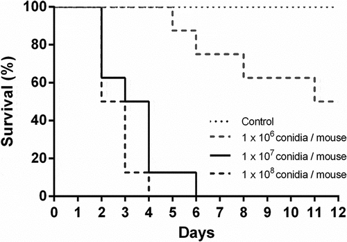 Figure 1. Survival analysis of immunosuppressed mice intranasally infected with Aspergillus fumigatus. Mice were immunosuppressed with two intraperitoneal doses of cyclophosphamide, 150 mg/Kg and 100 mg/Kg, four days and one day before infection, respectively. Animals were infected with 1 x 106, 1 × 107 and 1 × 108 A. fumigatus resting conidia/animal. Non-infected animals were used as controls.