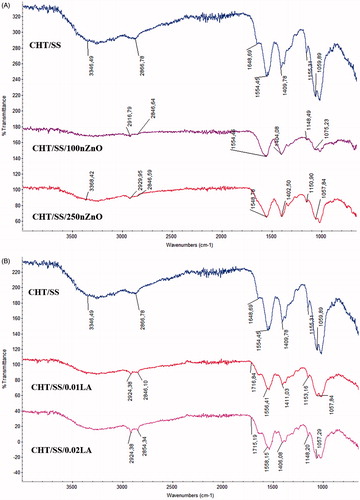 Figure 4. FTIR spectrum of CHT/SS, CHT/SS/100nZnO and CHT/SS/250nZnO (A) and CHT/SS/0.01LA and CHT/SS/0.02LA (B) 3D porous scaffolds.