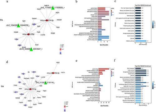 Figure 6. DEcircRNAs related to the ceRNA regulatory network and functional analysis of the relevant DEmRNAs specific to the palmitic acid (a–c) and stearic acid groups (d–f). Green, red and blue nodes represent circRNAs, miRNAs and mRNAs in the network, respectively