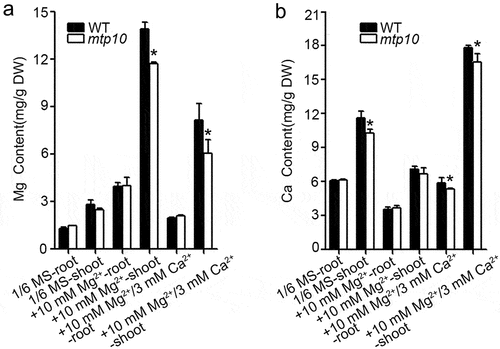Figure 4. Metal ions contents in wild-type Col-0 and mtp10 mutant. 7-day-old seedlings grown on 1/2 MS medium were transferred to 1/6 MS liquid medium, 1/6 MS supplemented with 6 mM MgCl2, or 1/6 MS supplemented with 6 mM MgCl2 and 3 mM CaCl2. Samples were collected after being treated for another 10 days. The Mg (a) and Ca (b) contents were measured by ICP-MS. Data are means ± SD. n = 4. Asterisks indicate significant difference between the wild-type Col-0 and mtp10 mutant (Student’s t-test, *P < .05).