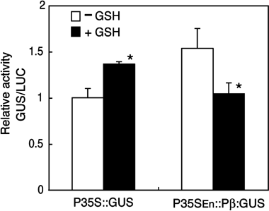 Figure 3  Effect of glutathione (GSH) application on the β subunit gene in the transient assay. Plasmids carrying P35S::GUS or P35SEn:Pβ::GUS were transfected to protoplasts prepared from wild-type (WT) plants. The 221-LUC + plasmid was co-transfected as an internal control. Protoplasts were cultured in medium with (▪) or without (□) 1 mmol L−1 GSH for 48 h after transfection. The GUS activity relative to the LUC activity was calculated for each sample. The values were recalculated relative to the value from protoplasts transfected with P35S::GUS and cultured without GSH. Means and standard deviations of three replicates are shown. Asterisks indicate significant difference between treatments with and without GSH (Student's t-test, P < 0.05).