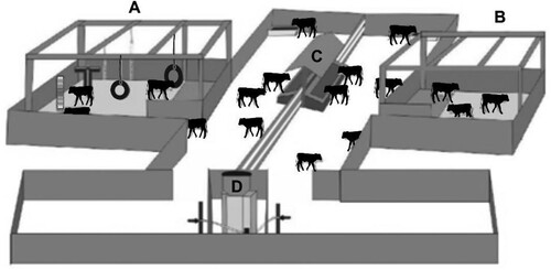 Figure 1. Layout of the area where the experiment was carried out. (A) Area with environmental enrichment; (B) non-enriched area; (C) feeding area with hay, concentrate and water, and (D) automatic feeder. Total experimental area 700 m2.