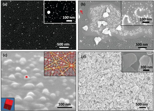 Figure 1. (a) Scanning electron microscopy of nanodiamonds. (b) Mechanism of nanodiamond formation from Q-Carbon film. (c) Formation of nanodiamonds during initial stages and electron backscatter diffraction pattern (from red dot), showing characteristic diamond Kikuchi pattern. (d) Nanodiamonds covering the entire area with inset showing twins [Citation18]. Reprinted with permission of Creative Commons license.