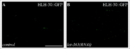 Figure 10. HLH-30::GFP translocates to the nucleus upon LET-363/TOR inactivation in adult animals. (A) HLH-30::GFP shows diffuse localization in the cytoplasm in the intestine of day 1 animals. (B) HLH-30::GFP translocates to the nucleus following whole-life let-363/TOR RNAi treatment. Scale bar: 300 μm.