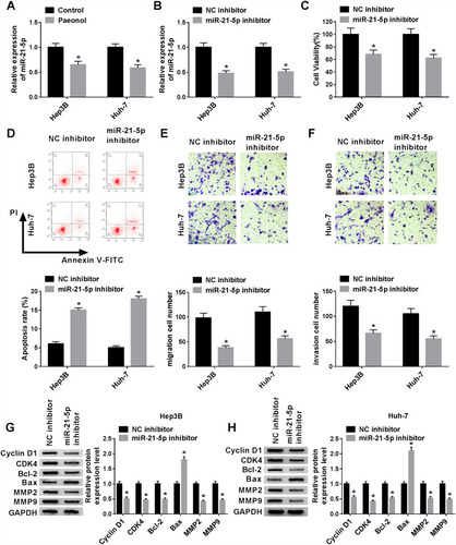 Figure 3 Paeonol down-regulated miR-21-5p level, and silencing of miR-21-5p inhibited cell viability, migration, invasion and promoted apoptosis in Hep3B and Huh-7 cells. (A) The expression of miR-21-5p was measured in Hep3B and Huh-7 cells treated with or without paeonol by qRT-PCR. (B) MiR-21-5p level was detected in Hep3B and Huh-7 cells transfected with NC inhibitor or miR-21-5p inhibitor by qRT-PCR. (C and D) Cell viability and apoptosis of Hep3B and Huh-7 cells were detected by CCK-8 or flow cytometry after transfected with NC inhibitor or miR-21-5p. (E and F) Transwell assay was conducted to assess the cell migration and invasion in transfected Hep3B and Huh-7 cells. (G and H) The expression of Cyclin D1, CDK4, Bcl-2, Bax, MMP2 and MMP9 was measured by Western blot assay in Hep3B and Huh-7 cells transfected with NC inhibitor or miR-21-5p inhibitor. *P < 0.05.