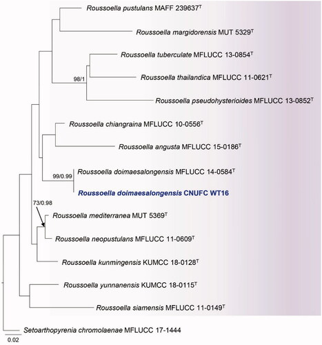 Figure 5. Maximum likelihood phylogenetic tree inferred from combined ITS and LSU sequence data for Roussoella doimaesalongensis CNUFC WT16, and related species. Bootstrap support values for maximum likelihood (MLBS) higher than 70% and Bayesian posterior probabilities (BPP) greater than 0.95 are indicated above or below branches. Setoarthopyrenia chromolaenae MFLUCC 17-1444 was used as the outgroup. The newly generated sequences are indicated in bold blue. T = ex-type.